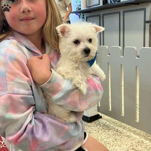Rover, West Highland Terrier Puppy